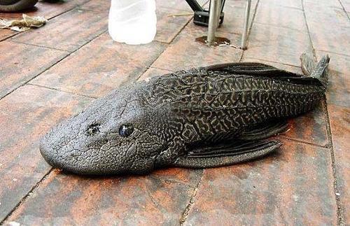 清道夫晒干遇水复活真的假的,清道夫到底是怎么入侵的