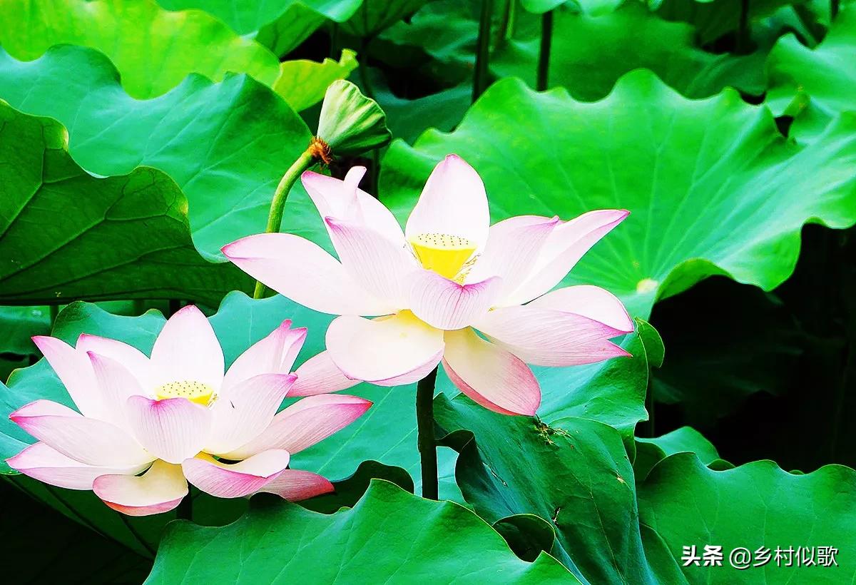 观赏荷花应该怎么种植才是正确的,荷花是出淤泥而不染的吗