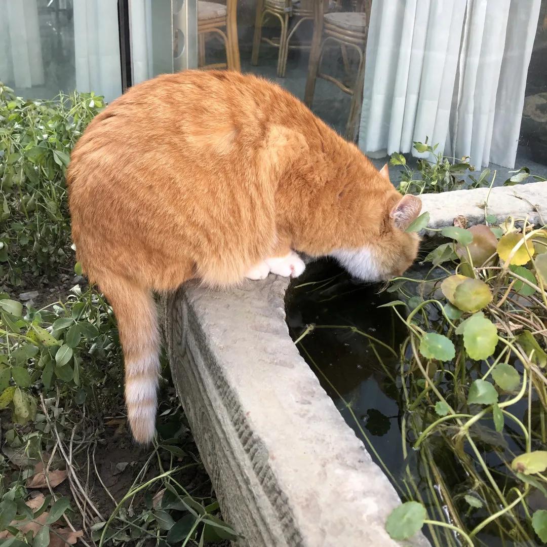 听说我没有脖子？