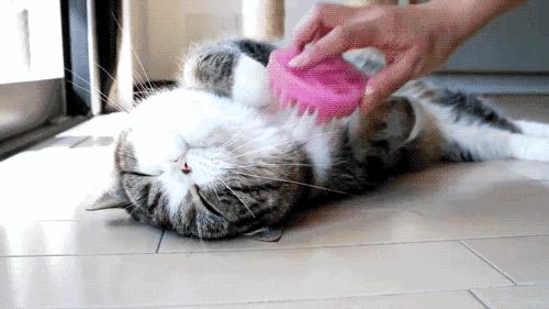 猫猫铲屎官生气表现,铲屎官把猫弄应激怎么办