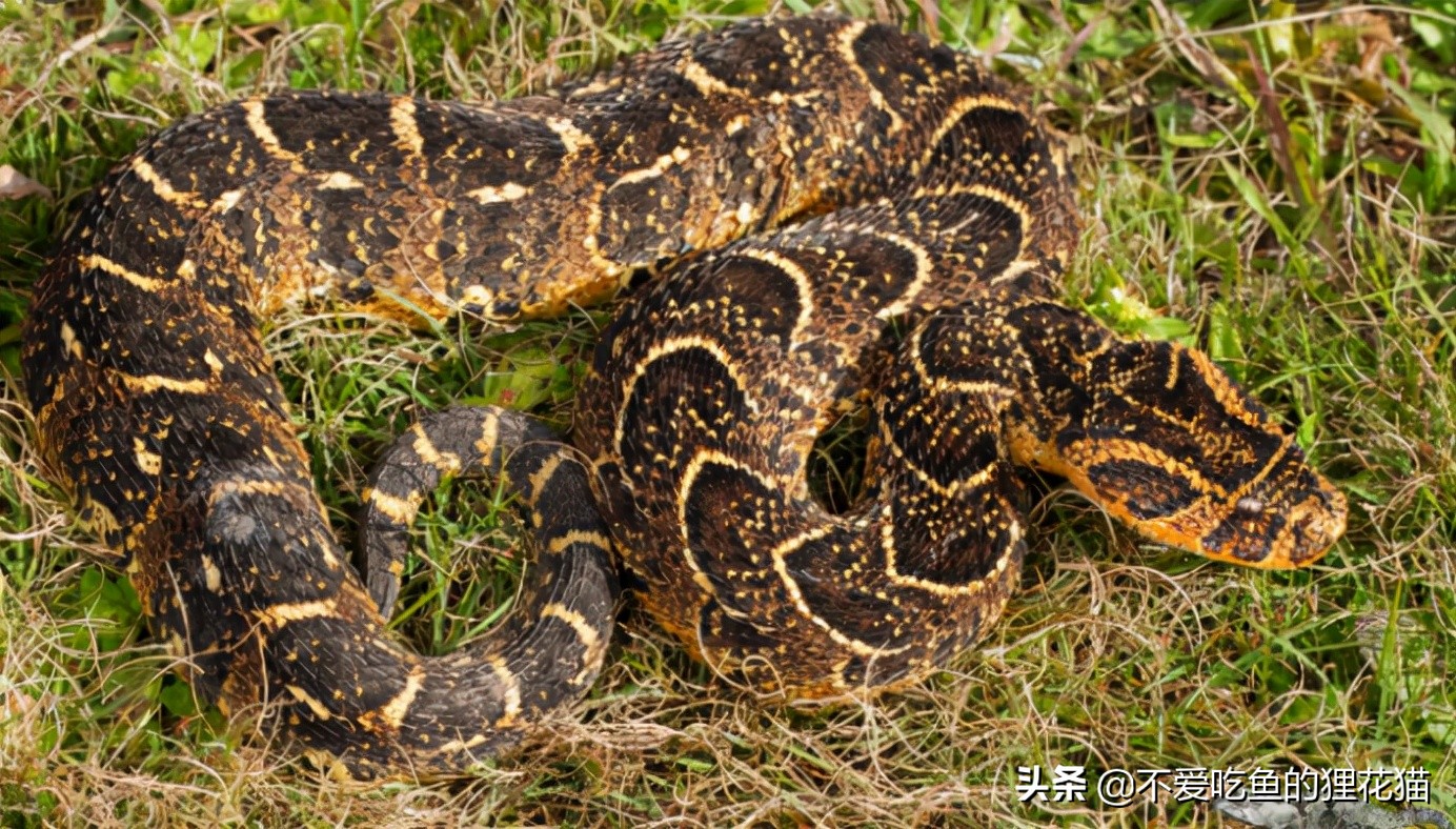 要不是因为强大的繁殖和适应能力,也许它会被天敌吃成濒危动物