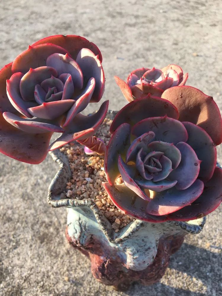 五颜六色的透明多肉,颜色超好看的多肉