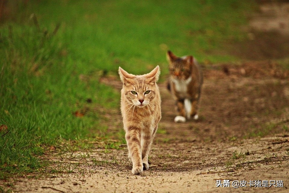猫咪做完骨折手术应该注意什么,猫咪骨折的地方