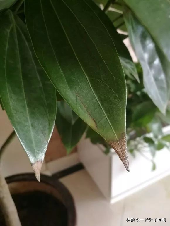 自制养花水配方除臭,养花自制10种消毒水不招虫不烂根