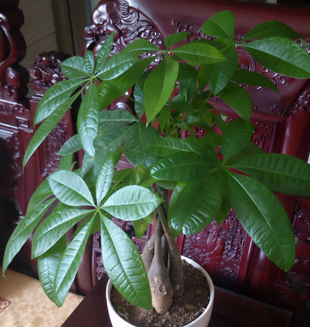 要想发财树长得旺应该怎么养,想让发财树长得快