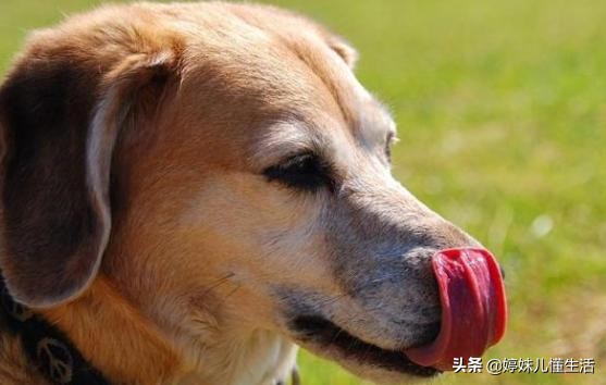 狗狗躺在身边一直舔是什么原因,狗狗突然疯狂舔地板呕吐怎么回事