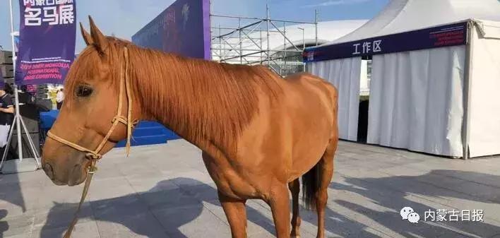 汗血宝马马术表演,汗血宝马蒙古马赛跑