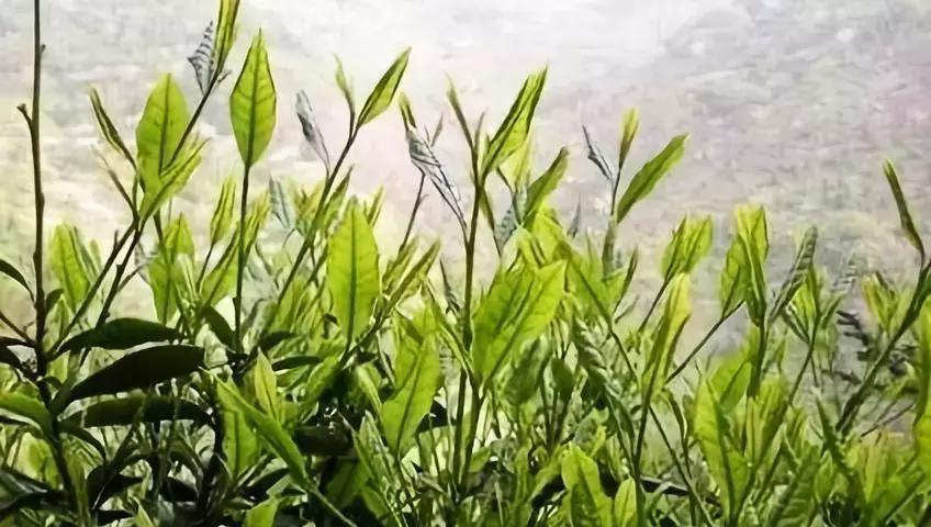 六安霍山蝙蝠洞茶叶,安徽六安蝙蝠洞瓜片