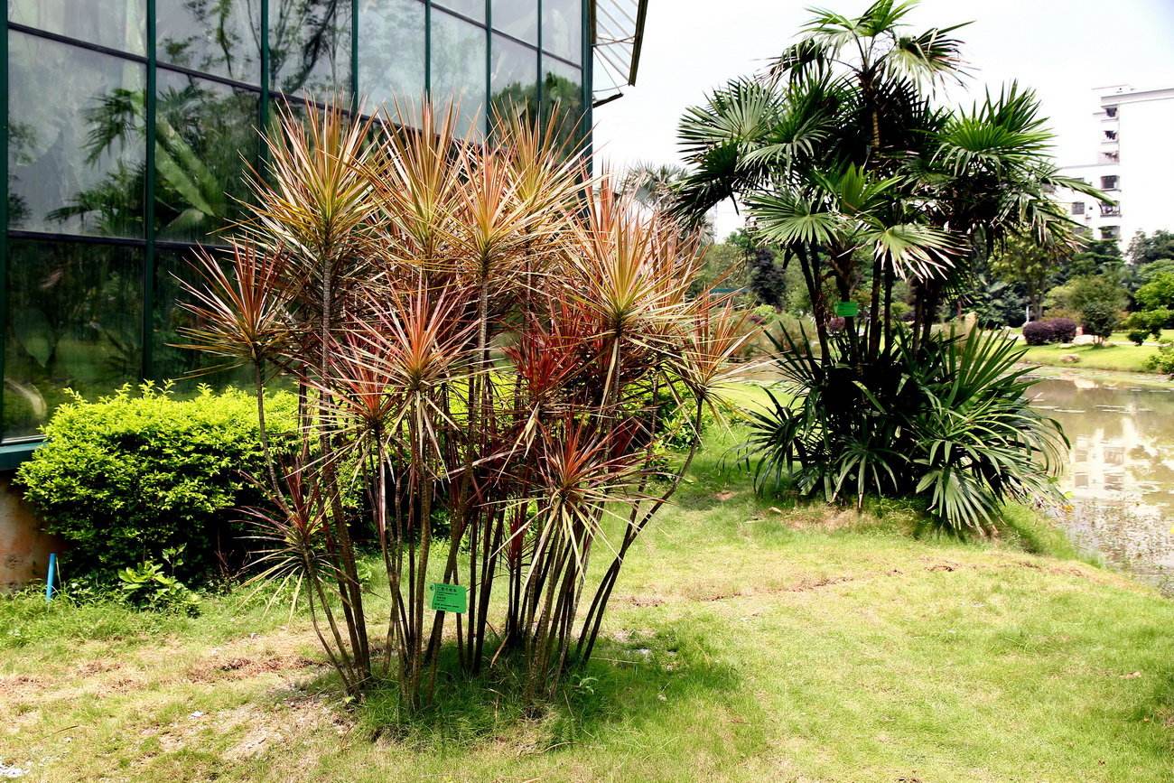 小盆植物中最会吸甲醛的是哪种,吸甲醛最好的植物哪种排名第一