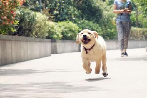 拉布拉多体外驱虫正确方法,拉布拉多虫子很多怎么办