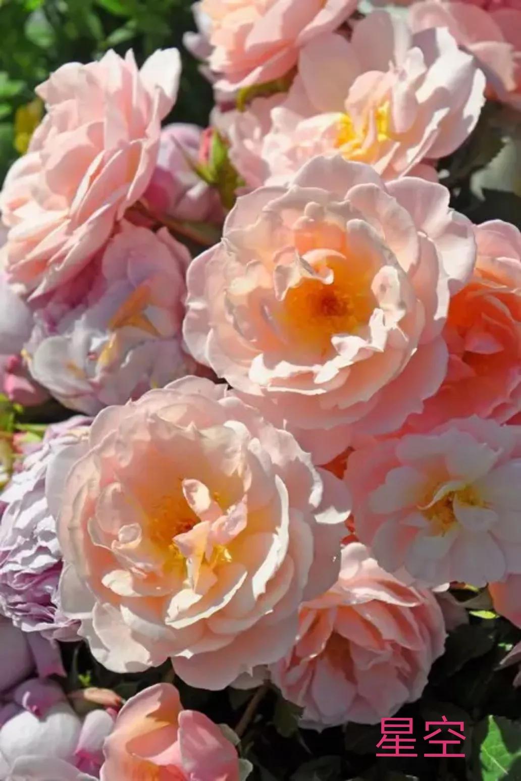 2020年木村卓功月季新品,木村卓功的月季都比较耐阴吗