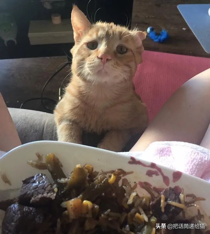 被弃养的猫还要打疫苗吗,弃养了一只猫