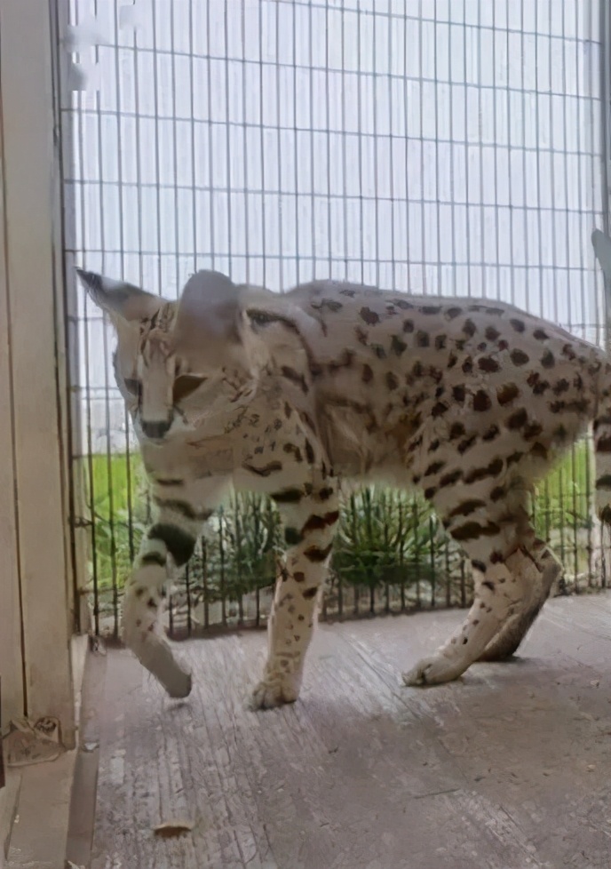 短视频以及电商生态研究报告,短视频与直播电商行业调研报告