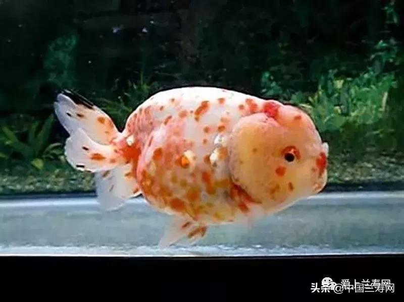 兰寿金鱼鲨鱼鳍品种图片大全,金鱼泰狮与兰寿是一个品种吗