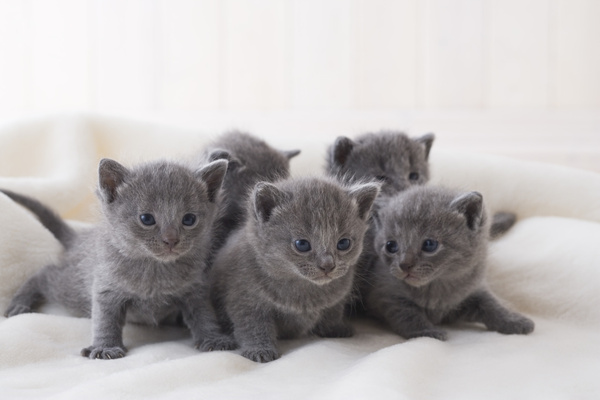 幼猫猫癣怎么治疗最有效,幼猫猫癣可以打猫癣针吗