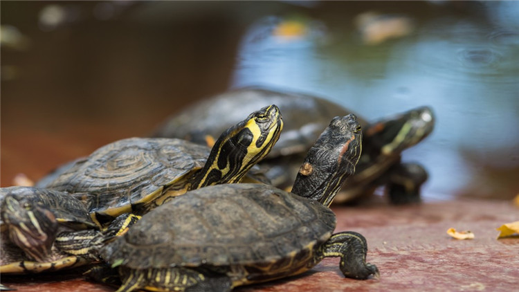 天气冷乌龟不吃食,乌龟不开口吃食怎么办