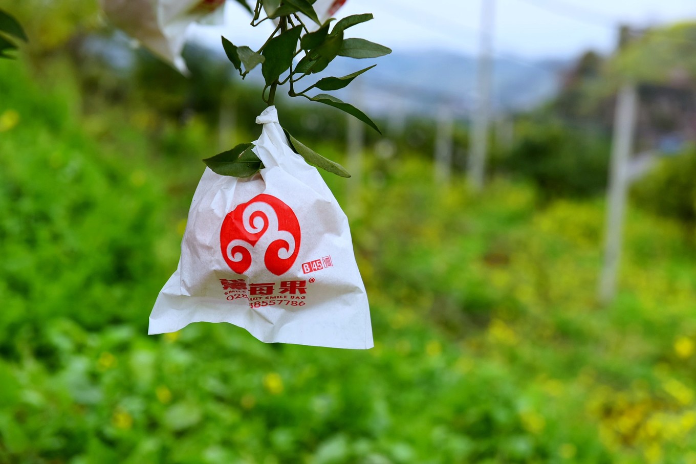 重庆市忠县柑橘园,柑橘之乡忠县