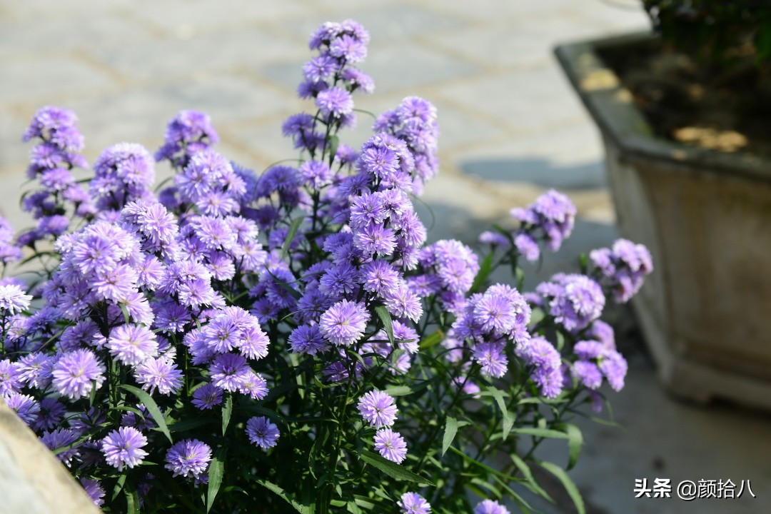 扶不起的绿植,扶不起的绿植视频