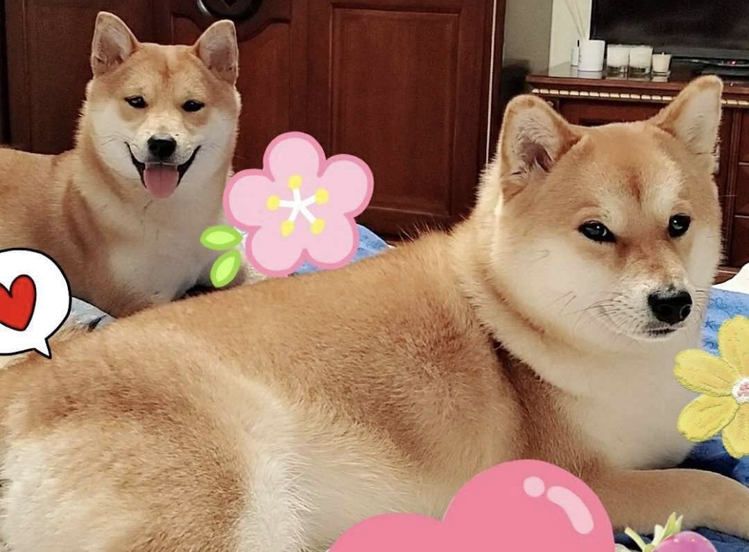 柴犬的优点,柴犬的优点是什么