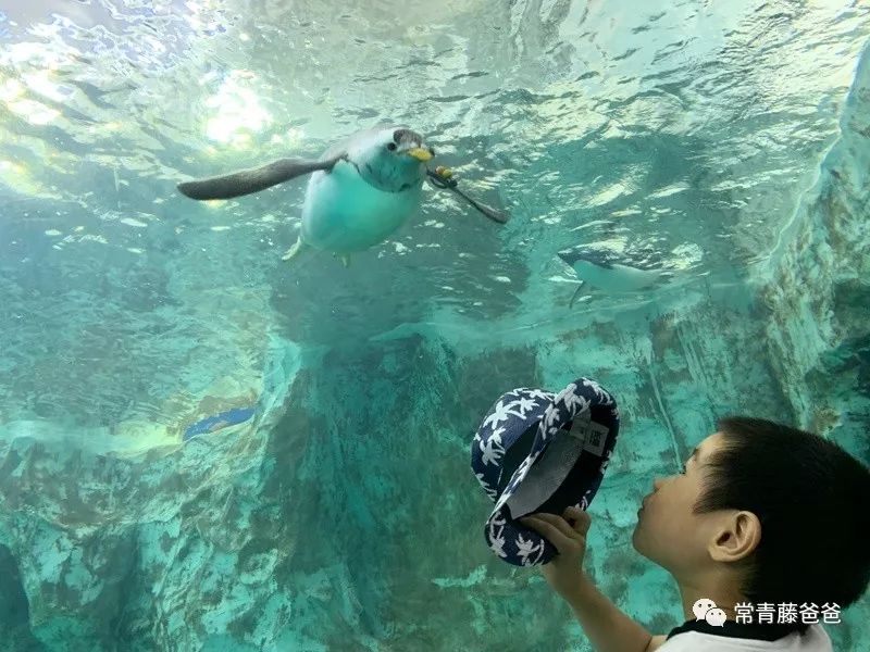 广州长隆游玩攻略水上乐园怎么去,过年去珠海长隆海洋王国游玩攻略