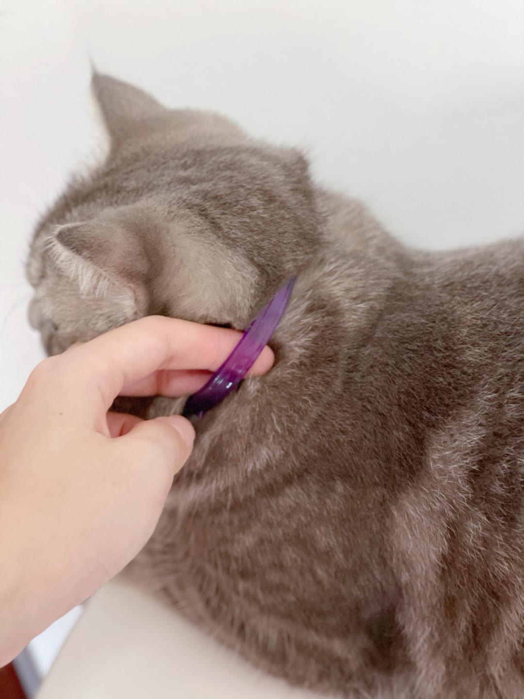 猫咪便秘大便带血,猫咪拉不出屎怎么快速解决