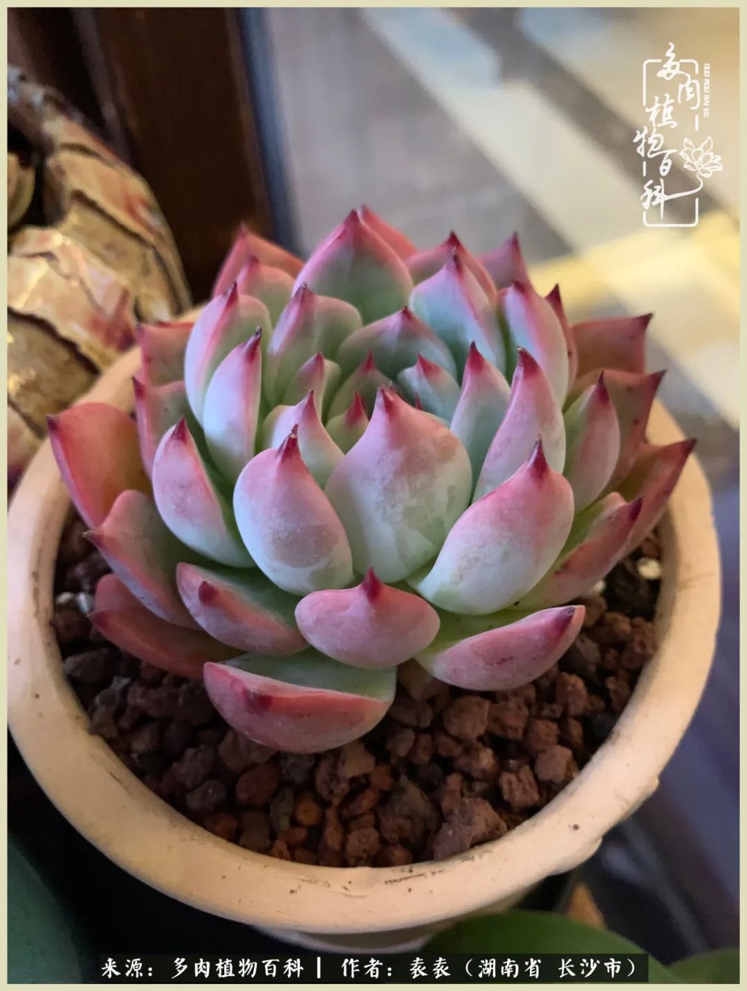 栽花种草的岁月，万物生长之阴晴圆缺