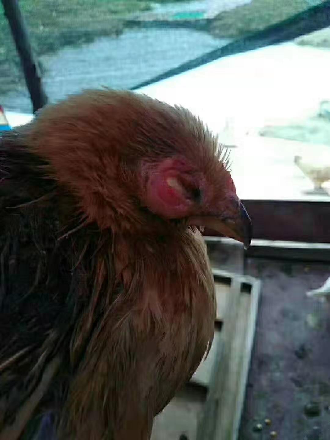 鸡长鸡痘眼睛瞎了能自己恢复吗,鸡的眼睛瞎了怎么办