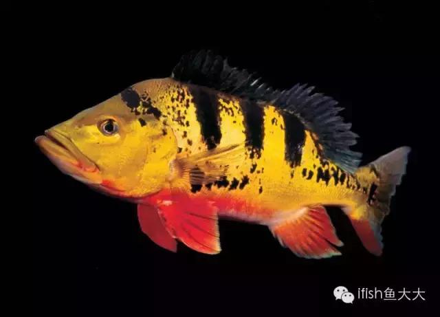大型鱼观赏性,大型三间鱼