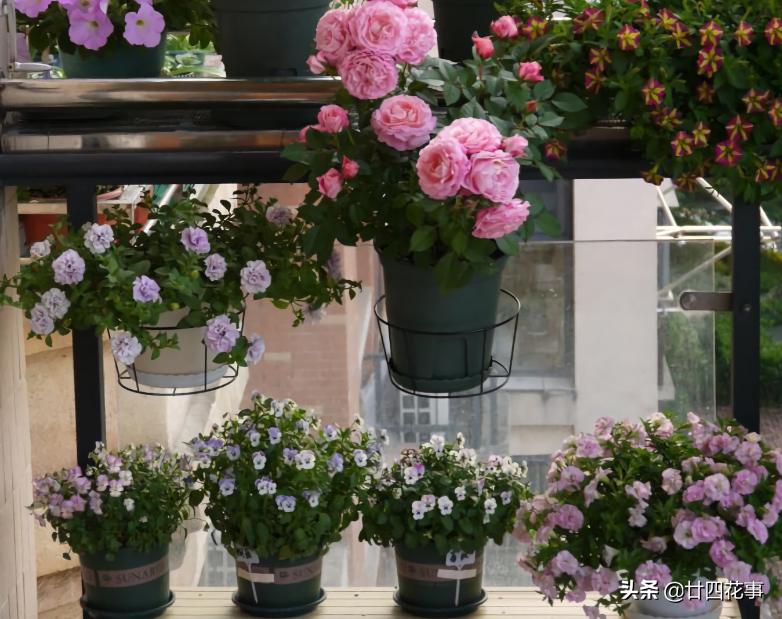 阳台太小了怎么养花,12平米阳台养什么花好