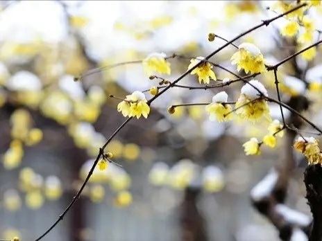 中国诗歌周刊第268期总结,中国诗歌周刊第87期