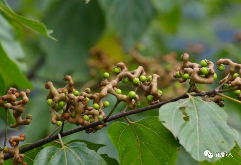 中国有几种奇异水果,好吃的奇特的水果有哪些