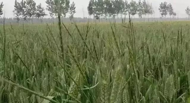 节节麦野燕麦雀麦图片,节节麦雀麦野燕麦除草剂