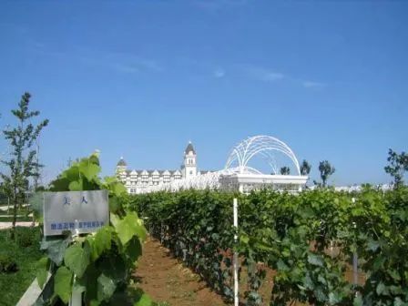 寮犺閰掑簞鏀荤暐,寮犺鐖辨枑鍫￠厭搴勫畬鏁寸増