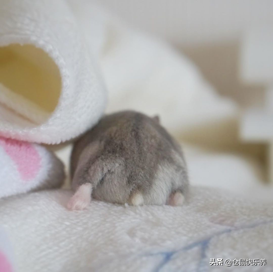 仓鼠逃跑在家偷猫粮,仓鼠被老鼠偷吃