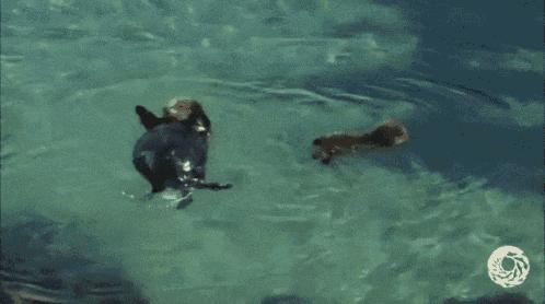 被误会了两千多年,蝌蚪是不是因为精子形态没有转变