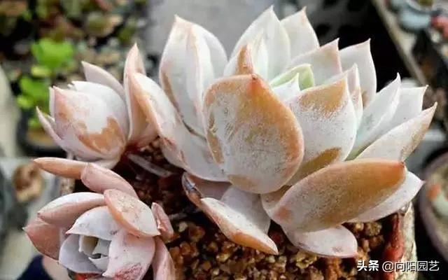 露养多肉晚上被雪盖住了怎么办,露养的多肉夏天淋雨了怎么办