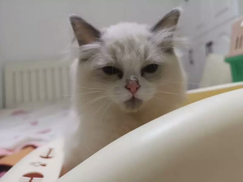 教你如何领养宠物狗,新手怎样领养野生猫