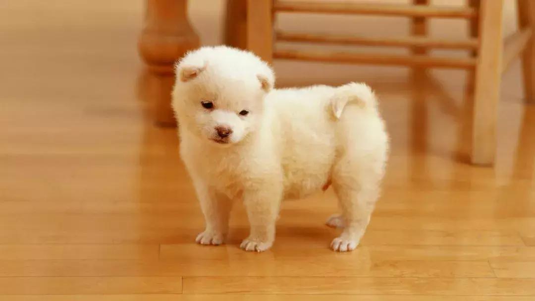 真香预警有哪些,怎样通过宠物粪便判断健康