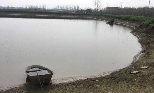 巴西龟的正确放生方法,巴西龟放生违法案例