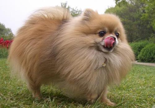 4.2公斤的博美犬每天吃多少狗粮,博美犬吃什么牌子的狗粮比较好