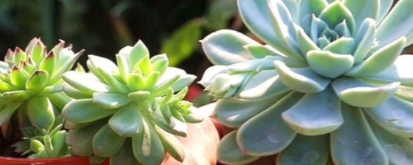 多肉植物茜之塔徒长,多肉植物紫米粒徒长