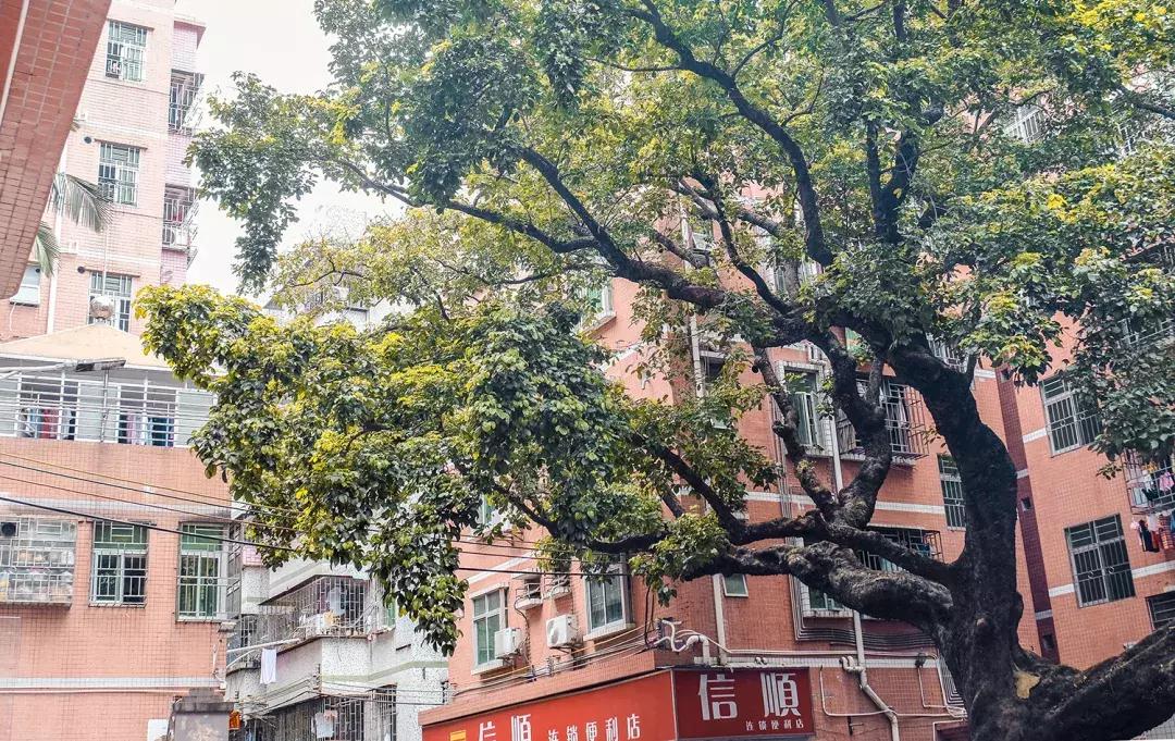 隐藏在梧桐山里的世外桃源,深山独门独户世外桃源