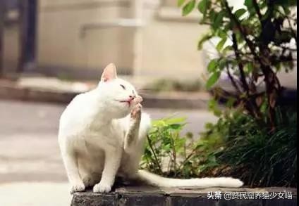 猫咪不停地甩头是什么含义,猫咪不停的甩头打喷嚏怎么办