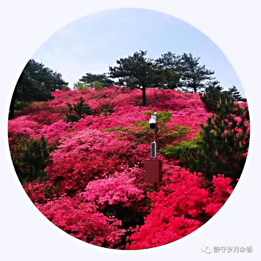 情满龟峰·诗涌花海