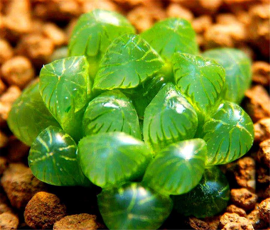 姬玉露怎么养效果最好,姬玉露怎么养才能爆盆