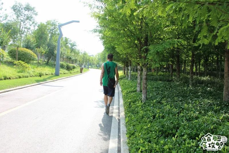 庐阳老城内藏着一处最大的综合性森林公园，人少景美，关键还免费