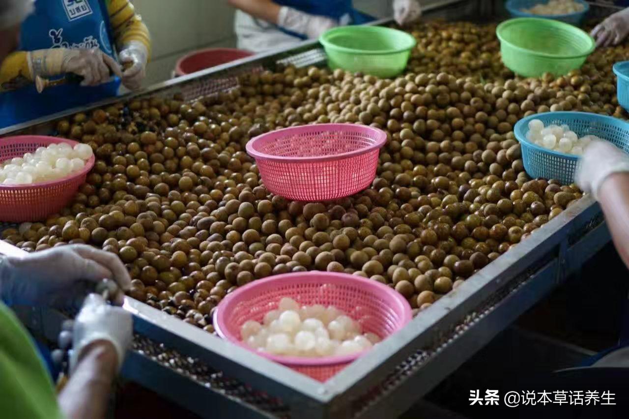 有人一吃龙眼就上火真是这样吗,一吃龙眼肉就上火怎么办