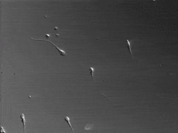 人类的精子是如何来的,人类精子从何而来