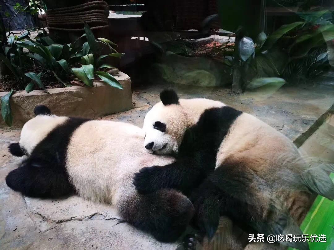 厦门灵玲动物王国大熊猫,厦门马戏团灵玲动物王国观光游览