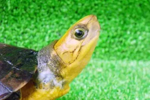 三线闭壳龟和潘氏闭壳龟区别,金头闭壳龟和三线闭壳龟同池